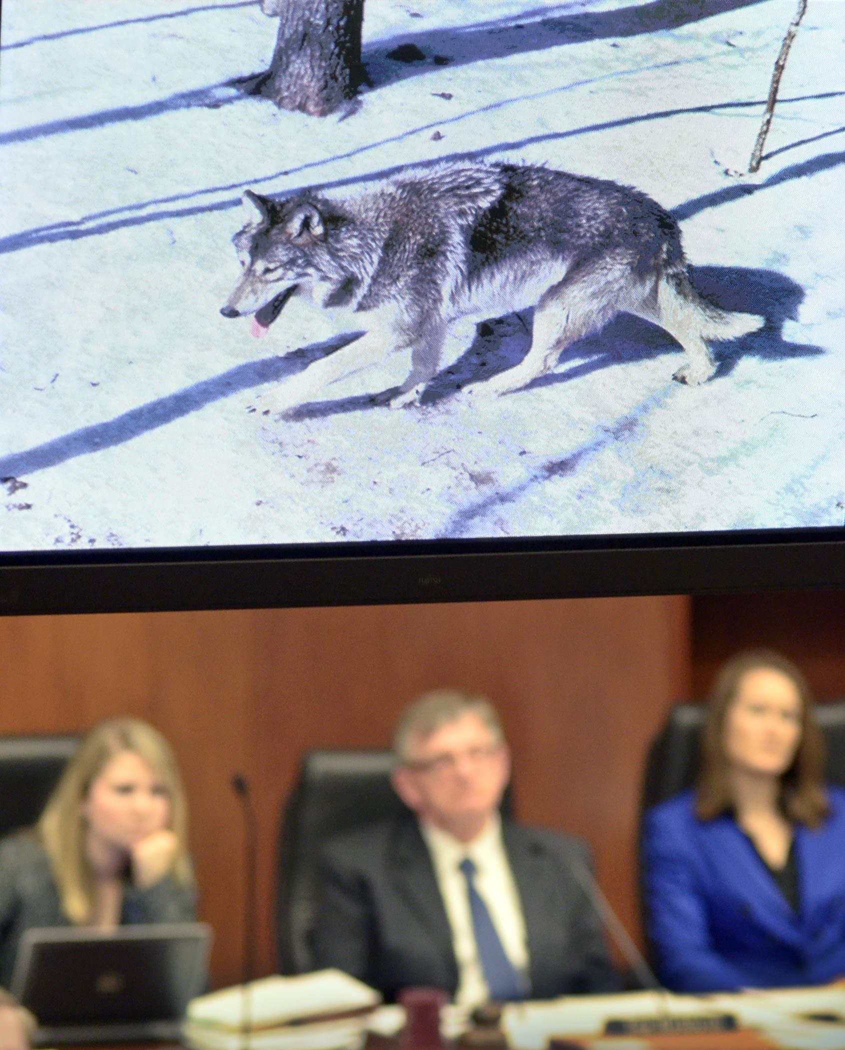 Members of the House Mining and Outdoor Recreation Policy Committee watch a PowerPoint presentation on the status of Minnesota wolves Jan. 20. Dr. David Mech, a senior research scientist with the USGS Northern Prairie Wildlife Research Center, is the presenter. Photo by Andrew VonBank